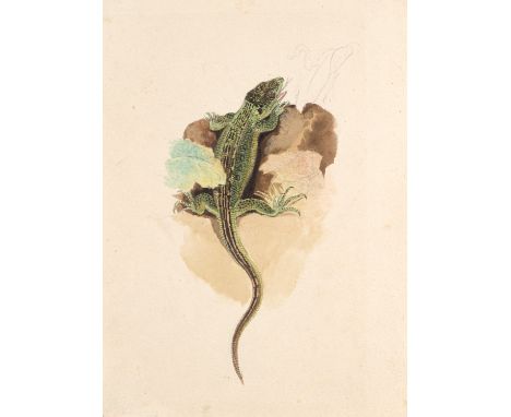 Zoologica Specifica - - Johann Daniel Wilhelm Hartmann (zugeschrieben). Zeichnung einer Eidechse. Um 1840. Aquarell über Blei