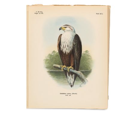 Zoologie - Ornithologie - - Alexander Koenig. Die Vögel am Nil. 2. Bd. Die Raubvögel. Mit 55 größtenteils farbigen Tafeln. Bo