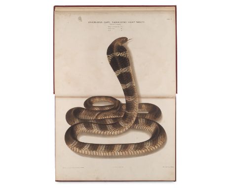 Zoologie - Herpetologie - - J. Fayrer. The Thanatophidia of India being a Description of the Venomous Snakes of the Indian Pe