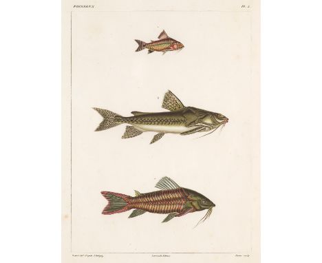 Zoologie - Ichthyologie - - Valenciennes A. u. Alcide d'Orbigny. Voyage dans l'Amérique méridionale (Le Bresil, la Republique