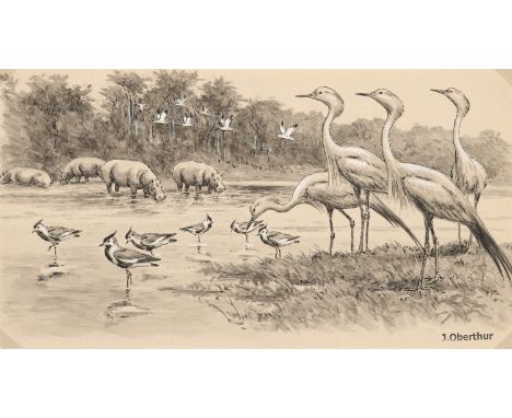 Zoologica Specifica - - Joseph Oberthür.  (1872 Rennes - 1956 Cancale). Grues de Numidie et Vannneaux armés. Original-Zeichnu