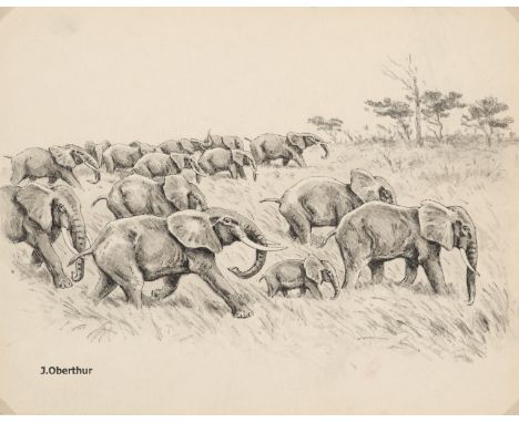 Zoologica Specifica - - Joseph Oberthür.  (1872 Rennes - 1956 Cancale). Migration saisonnière d'Elephants d'Afrique. Original