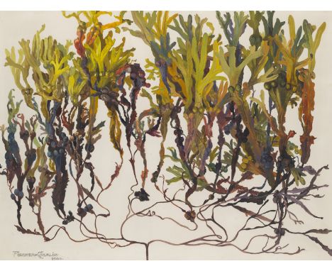 Blumen - Jugendstil - - Ernst Albert Fischer-Coerlin.  (1853 Körlin - 1932 Berlin). Pflanzenstudie. 1900. Aquarell und Gouach