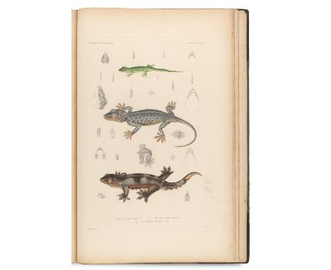 Zoologie - Herpetologie - - Spencer Fullerton Baird. United States Exploring Expedition. During the years 1838, 1839, 1840, 1