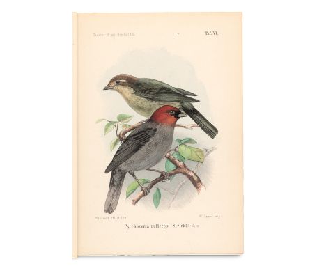 Zoologie - Ornithologie - - Hans von und Hermann von Ihering Berlepsch. Die Vögel der Umgebung von Taquara (Brasilien). Do Mu
