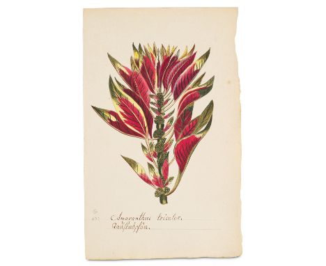 Botanik - - Sammlung von 105 Original-Aquarellen mit Darstellungen von Pflanzen. Deutschland, frühes 19. Jh. Feder und Aquare