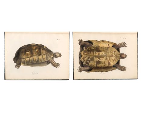 Zoologie - Herpetologie - - Eduard von Eichwald. Fauna Caspio-Caucasia nonnullis observationibus novis. Mit 40 (36 handkolori