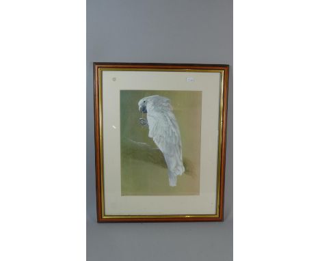A Framed Print of a Parrot, 36.5cm High 