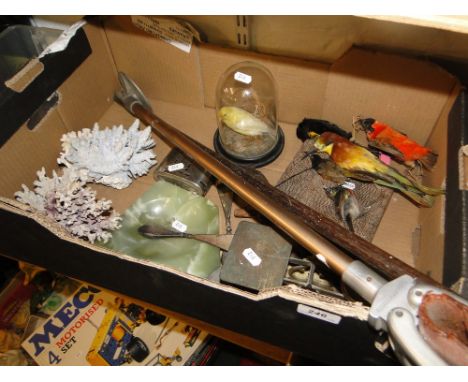 Shooting stick, walking stick, canary under glass dome and other taxidermic birds, coral, etc.