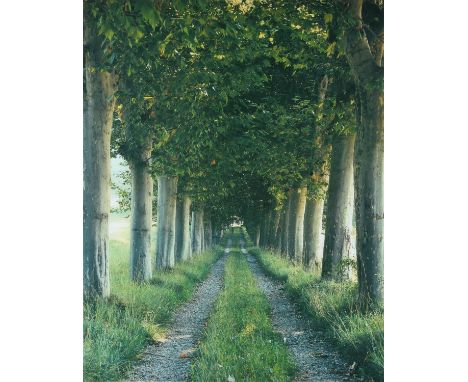 
	
		λ&nbsp;Marcus Lyon (British b.1965)
		The Tree Avenue,  Provence 1996
		Chromogenic print
		Signed, dated 2006 and numbe