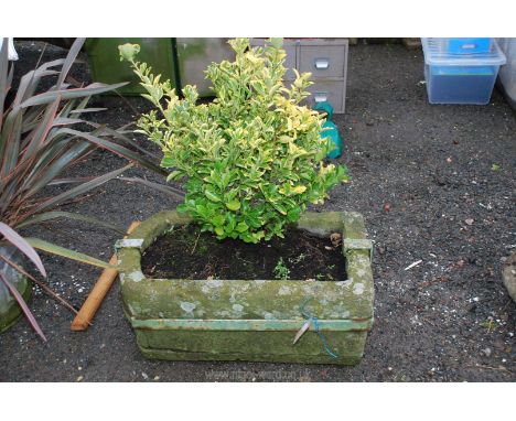 An iron bound very damaged stone trough/planter with shrub, 29x17.