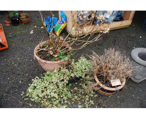 A terracotta blue ceramic planter 15 x 12, plastic window box with ivy and large plastic pot with large hydrangea, 19 x 16 hi
