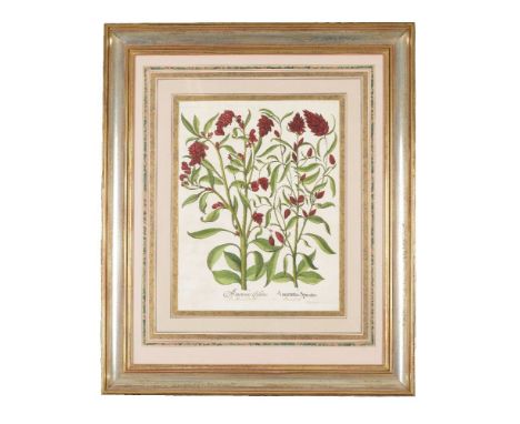 Basilius Besler (1561-1629), Amaranthus Cristatus &amp; Amarantus Spicatus, a hand coloured engraving of two species of Amara