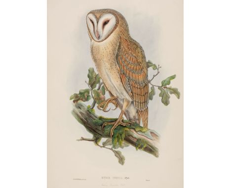 * Gould (John, 1804-1881). Strix Indica (Indian Screech Owl), from The Birds of Asia, 1850-83, fine hand-coloured lithograph 