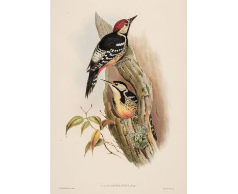 * Gould (John, 1804-1881). Picus Insularis (Formosan Spotted Woodpecker), from The Birds of Asia, 1850-83, fine hand-coloured