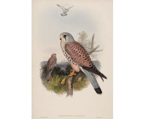 * Gould (J., Wolf J. &amp; Richter H. C.). Tinnunculus Alaudarius, from The Birds of Great Britain, 1862 - 73, lithograph wit