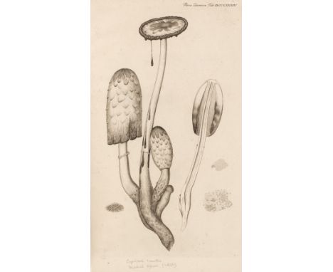 Flora Danica. [Icones plantarum sponte nascentium in regnis Daniae et Norvegiae, in ducatibus Slesvici et Holsatiae, et in co