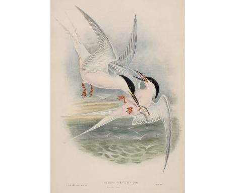 * Gould (John, 1804-1881). Sterna Paridisea (Roseate Tern), from The Birds of Europe, 1832-37, lithograph with fine contempor