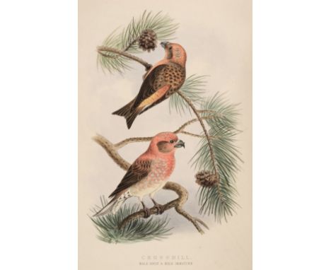 Booth (Edward Thomas). Rough Notes on the Birds Observed during Twenty-Five Years' Shooting and Collecting in the British Isl