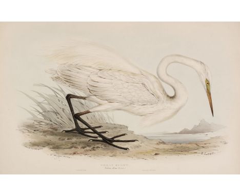 * Lear (Edward). Great Egret (Ardea alba) &amp; Little Egret (Ardea garzetta), from John Gould, The Birds of Europe, 1832 - 3