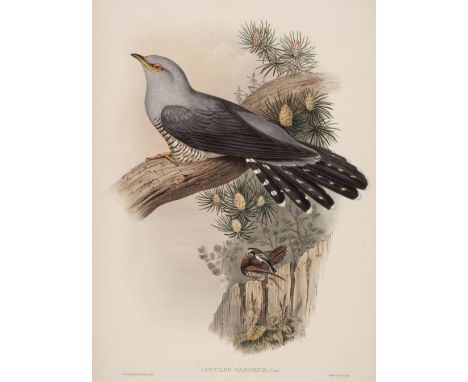 * Gould (J. &amp; Richter H. C.). Cuculus Canorus, from The Birds of Great Britain, 1862 - 73, lithograph with contemporary h
