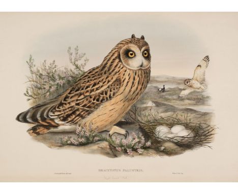 * Gould (John, 1804-1881). Brachyotus Palustris (Short Eared Owl), from The Birds of Great Britain, 1862-73, fine hand-colour