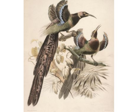 * Wolf, (Joseph, 1820-1899 &amp; Smit, Joseph 1836-1929). Epimachus Ellioti, from A Monograph of the Paradiseidae or Birds of