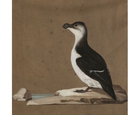 * Ornithology. Gull, by Carl Friedrich, 1814, watercolour, heightened with bodycolour, on brown wove paper, depicting a black