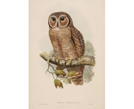 * Gould (John, 1804-1881). Syrnium Ocellatum (Speckled Wood Owl), from The Birds of Asia, 1850-83, fine hand-coloured lithogr