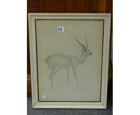 PRINT OF AN AFRICAN ANTELOPE AFTER JOHN SKEAPING.