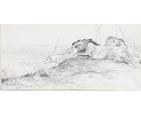 Wilhelm Kuhnert     1865 Oppeln - 1926 Flims Löwen auf der Lauer. 1900. Bleistiftzeichnung.  Links unten signiert und datiert
