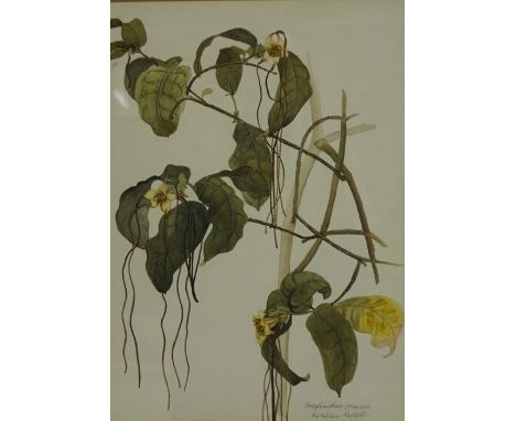 Kathleen Russell "Floral Study of Strophanthus Preussu" Watercolour, signed in pencil lower right, 36cm x 26.5cm, framed, als