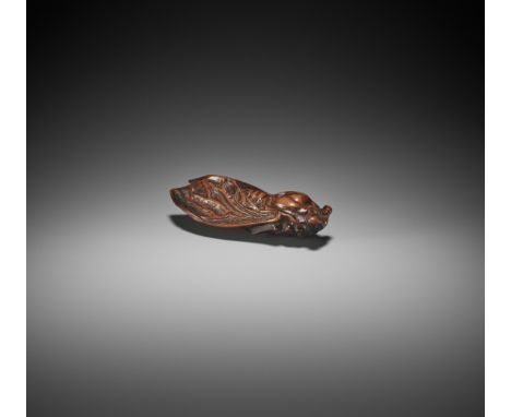 AN UNUSUAL BURLWOOD NETSUKE OF A CICADAJapan, 18th to early 19th century, Edo period (1615-1868)The insect with folded veiny 