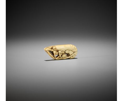 A RARE IVORY NETSUKE OF A SHRIMPJapan, 18th century, Edo period (1615-1868)The crustacean with its tail curled inwards and th