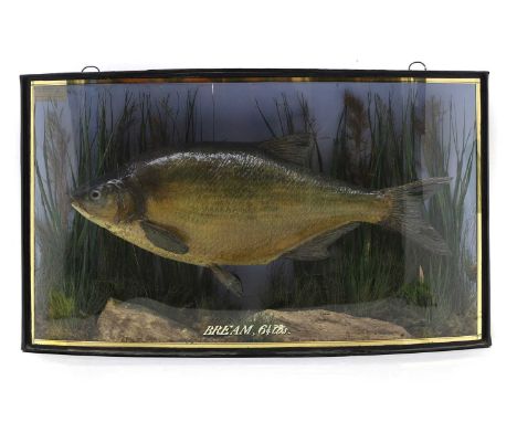 Taxidermy: a bream, Sparus, mounted in a bow fronted case 71cm length 41cm highShipping Disclaimer: Buyers must be aware of t