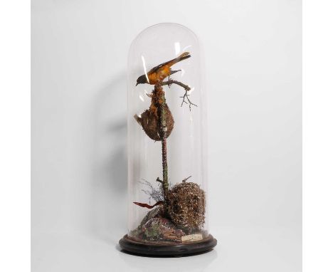 Taxidermy: Baltimore oriole (Icterus galbula), modelled on a branch above a nest with a naturalistic setting, within a high g