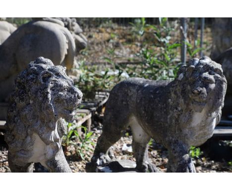 A pair of reconstituted stone lions, modern, 75cm wide 23.5cm deep57cm high (2)Condition ReportWeathered and worn.