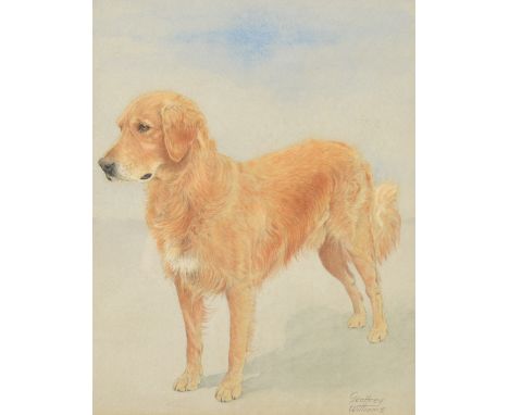 GEOFFREY WILLIAMS
Portrait of a Golden Retriever
Watercolour
Signed
29 x 23cm