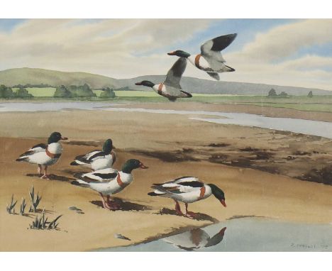 *Rodger McPhail (b.1953) Shelducks at low tide signed and dated 'R McPhail '72' l.r., watercolour 51 x 70cm *Artist's Resale 