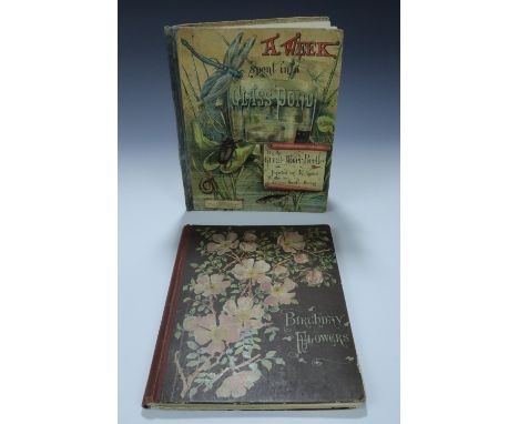 [ Victorian Children's / Illustrated ] Juliana Horatia Ewing, "A Week Spent in a Glass Pond by the Great Water Beetle, depict