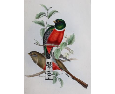 CHARLES HULLMANDEL AFTER JOHN GOULD 'Trogon Oreskios' (Mountain Trogon), lithograph, hand-coloured, 54 x 36.5cm; and six furt
