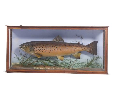 First Quarter of the 20th Century cased taxidermy cast Brown Trout by Hardy Brothers Ltd Angling Specalists Of Alnwick set in