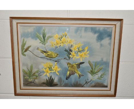 ROBIN GIBBARD (1930-2014) 'GREENFINCHES AND AZALEAS', two birds in a naturalistic setting, signed and dated (19)72 bottom rig