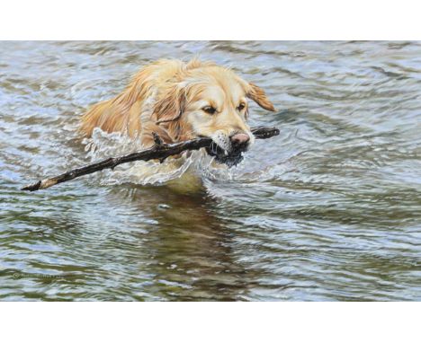 Alan Hunt (b.1947) A golden retriever fetching a stick in water Signed and dated 2016, oil on canvas, 37cm by 60cm See illust