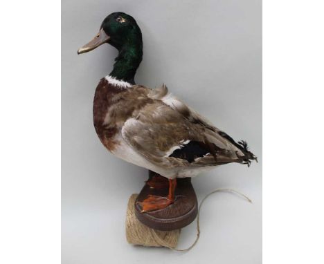 AN OPEN MOUNTED MALLARD on wall hanging shelf, standing approx 35cm high 