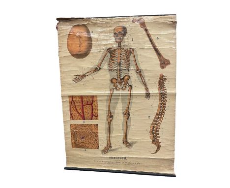 Anatomical linen backed chart, Skeleton, plate 1, W&amp; A K Johnson's series, Edinburgh.