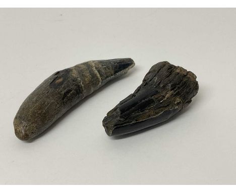 Two rare teeth from the Eurasian Cave Lion, found on the North Sea bed, dating from the Pleistocene era (40,000-20,000 BP)