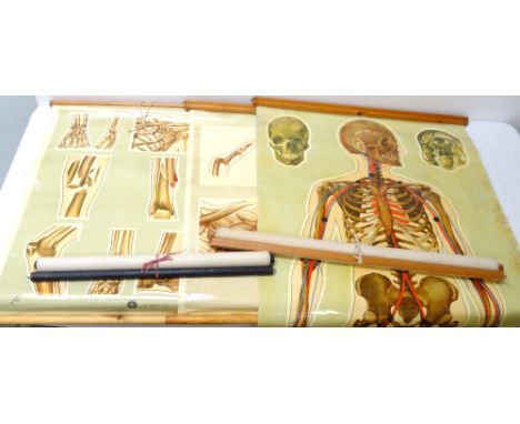 SET OF FIVE ANATOMICAL WALL CHARTSillustrated by J.Teck and published by The St. Johns Ambulance Association, St. Johns Gate,