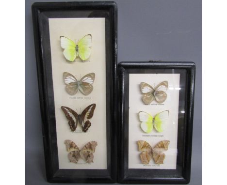 Taxidermy butterflies -&nbsp;catopsilia crocale crocale - cepora nadina eunama - graphium sarpedon connectens - melantis leda