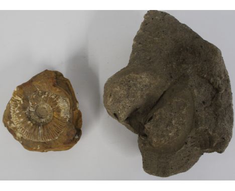 Ammonite (11cm dia) &amp; one other fossil